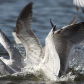 ...labutie jazero v podani cajok...