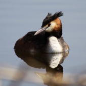 ...strazca hniezda...