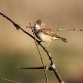 ...neznamy zvedavec...
