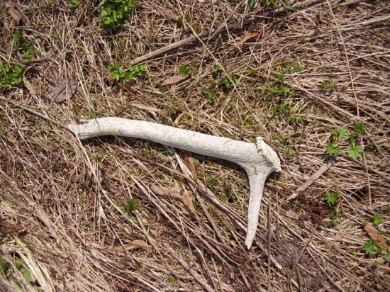 ...prvy tohto roku...