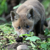 ...na hostovani u Marcelika 85...