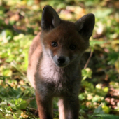 ...jedno zo siedmix...