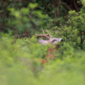 ...nedovolil nam posudit vek...