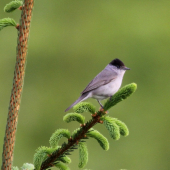 ...penica ciernohlava...