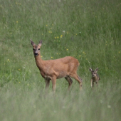 ...radost pozriet...