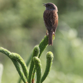 ...neznamy spevak...