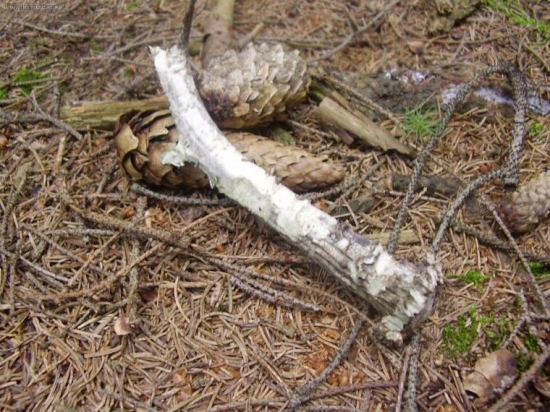 ...prvy srnci v zivote 2008...