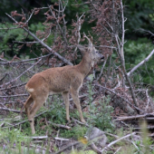 ...znackoval teritorium...
