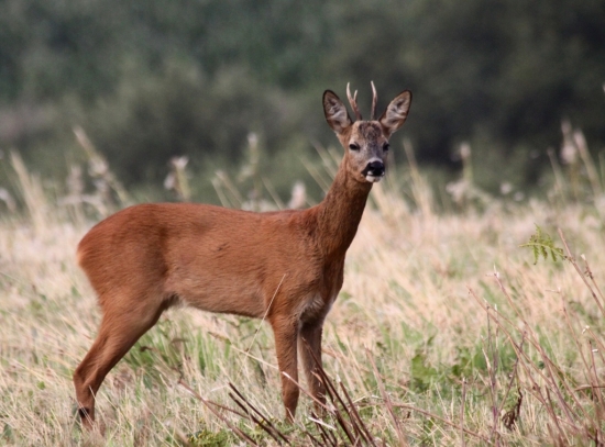 ...po dlllllllllllllllllhej dobe opat zver...