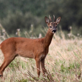 ...po dlllllllllllllllllhej dobe opat zver...