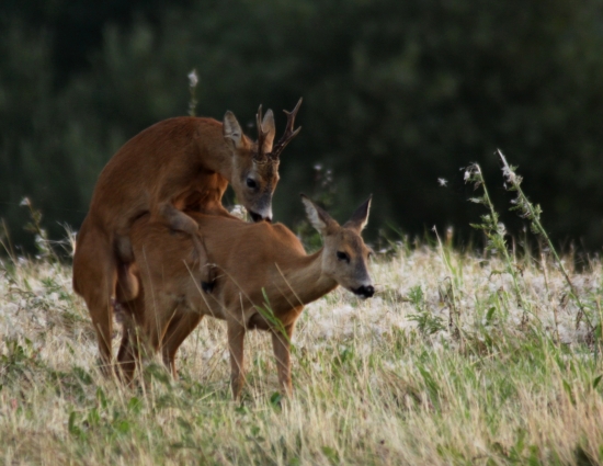 ...krasne divadlo...