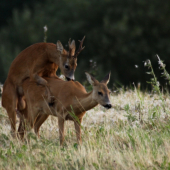 ...krasne divadlo...