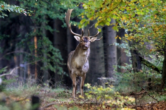 ...troska iny krasavec....