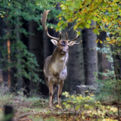 ...troska iny krasavec....