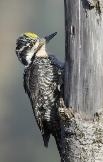 ...nahnevany trojprstak...