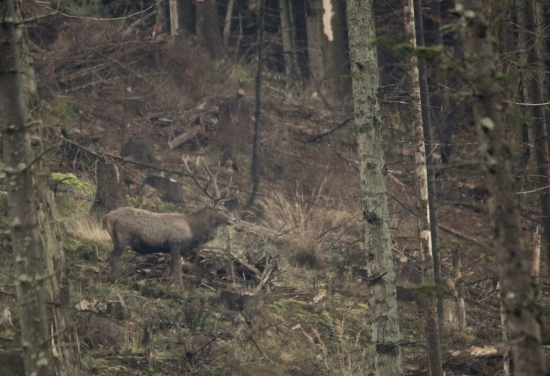 ...dusickovy rujny a troxa daleko...