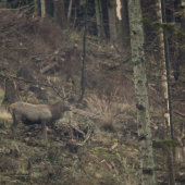 ...dusickovy rujny a troxa daleko...