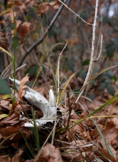 ...sanka z diviacika...