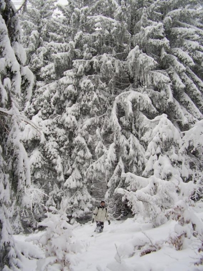 ...Laceko medzi velikanmi....