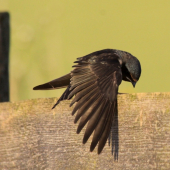 ...oléééééééééééééééééééé...