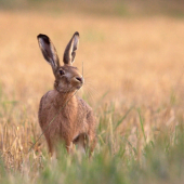 ...a kde je klas?...
