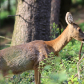 ...jazycnica na 5 metrov...