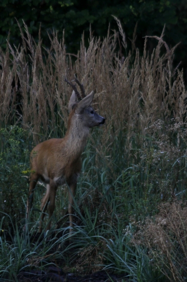 ...porazeny v ruji...