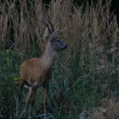 ...porazeny v ruji...