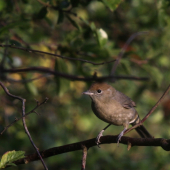 ...penica ciernohlava-samička...