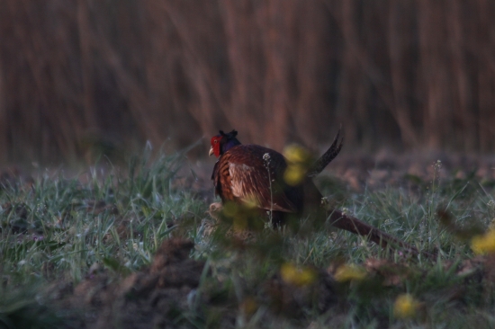 ...zaxovanie rodu...