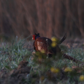 ...zaxovanie rodu...