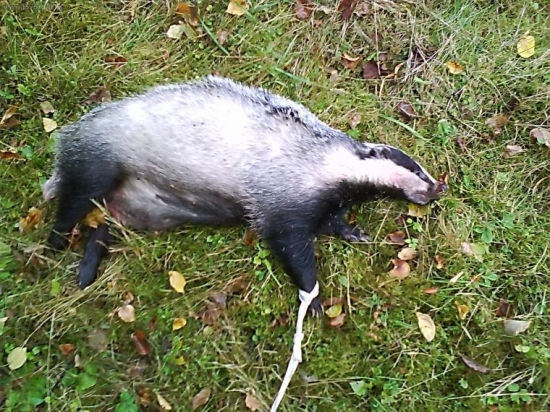 ...kamaratove 30kilove zlato...