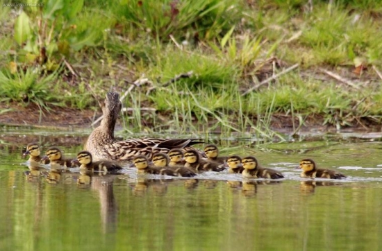 ...je nas jedenast,nanana...
