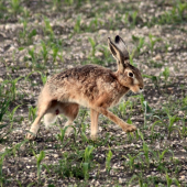 ....ryxlo nejaku zajacicu...