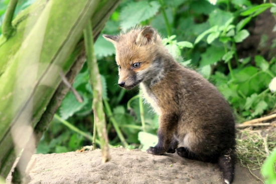 ...jedno z piatix...