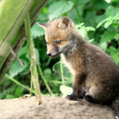 ...jedno z piatix...