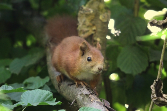 ...prinutena poozovat...