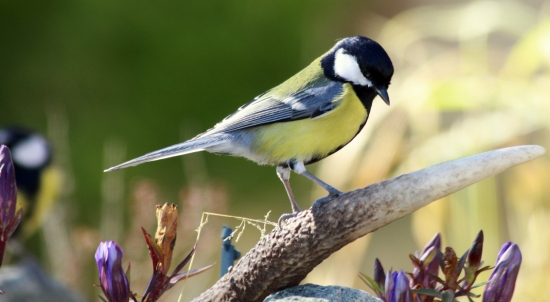 ...taka naaranzovana...