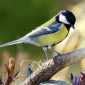 ...taka naaranzovana...