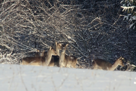 ...krasavice...
