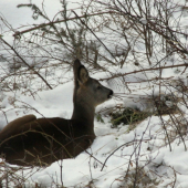 ...pohoda na lezovisku...