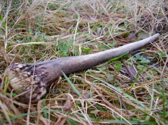 ...prvý jeleni v zivote ´08...