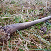 ...prvý jeleni v zivote ´08...