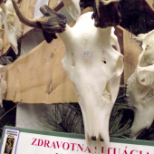jeleň 