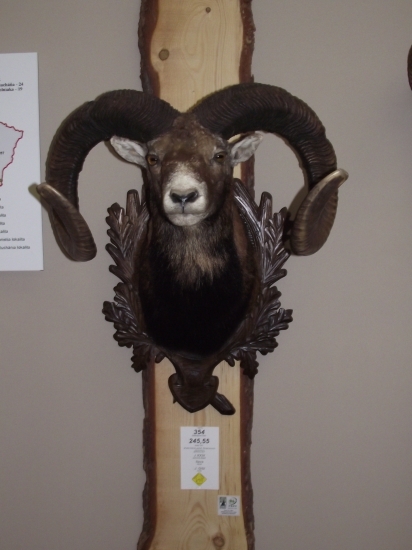 Muflóniky, moja srdcovka