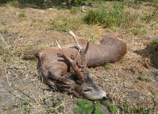 a ešte jeden kvalitný