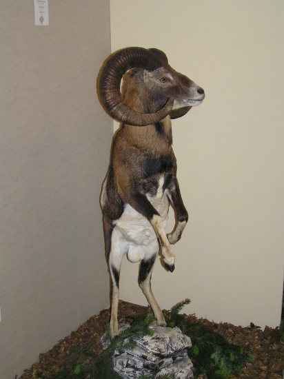 vajčák s rohami :))