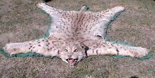rys