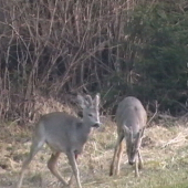 ID 88786 o rok neskor