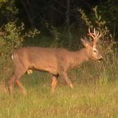 kolkoí rokov by ste mu dali??